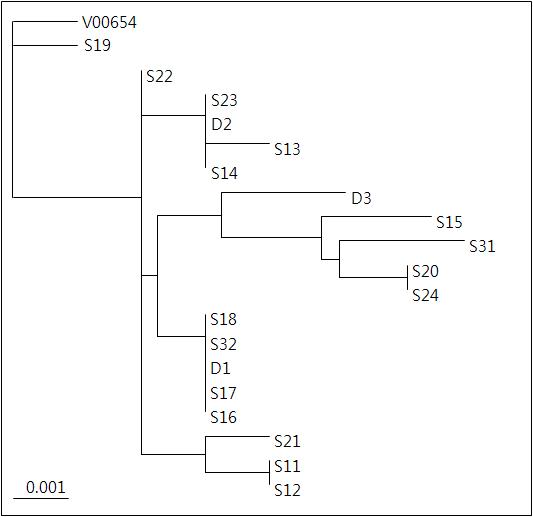 복제소 생산에 이용된 recipient 난자의 모계 계통을 보여주는 mtDNA