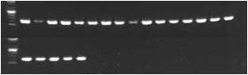 복제 미니돼지 단일 모근 유래 DNA의 mtDNA PCR 증폭