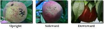 Fruits with developed micro-cracking disorder following the fruiting direction on branches in ‘Jinmi’ peaches.