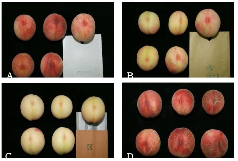 Comparison of skin coloration following the paper- bagging treatments in ‘Jinmi’ peaches.