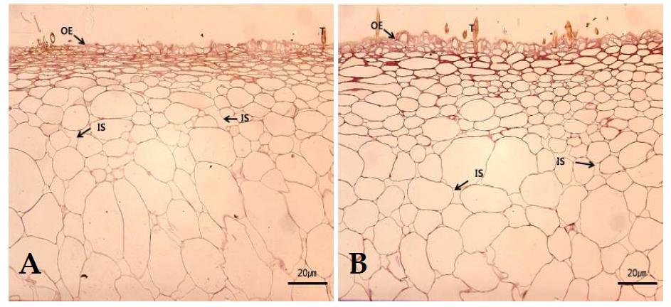 Microscopic comparison of the fruit skins of paper bagged and non-bagged ‘Jinmi’ peaches at 140 DAF