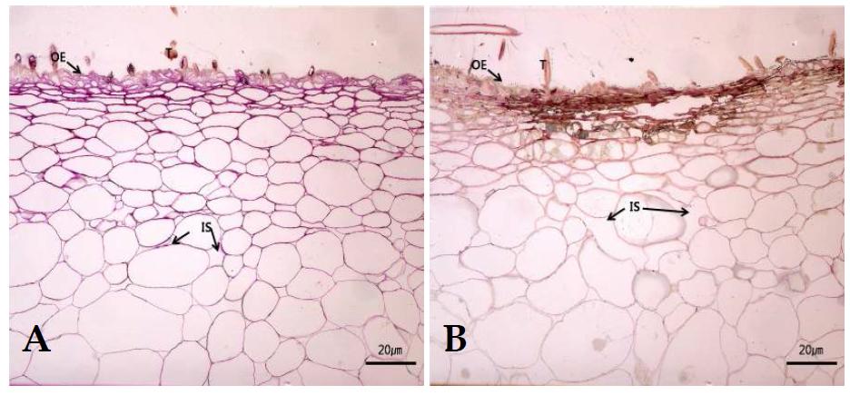 Microscopic comparison of the fruit skins of micro- cracked and non-cracked ‘Jinmi’ peaches at 140 DAF