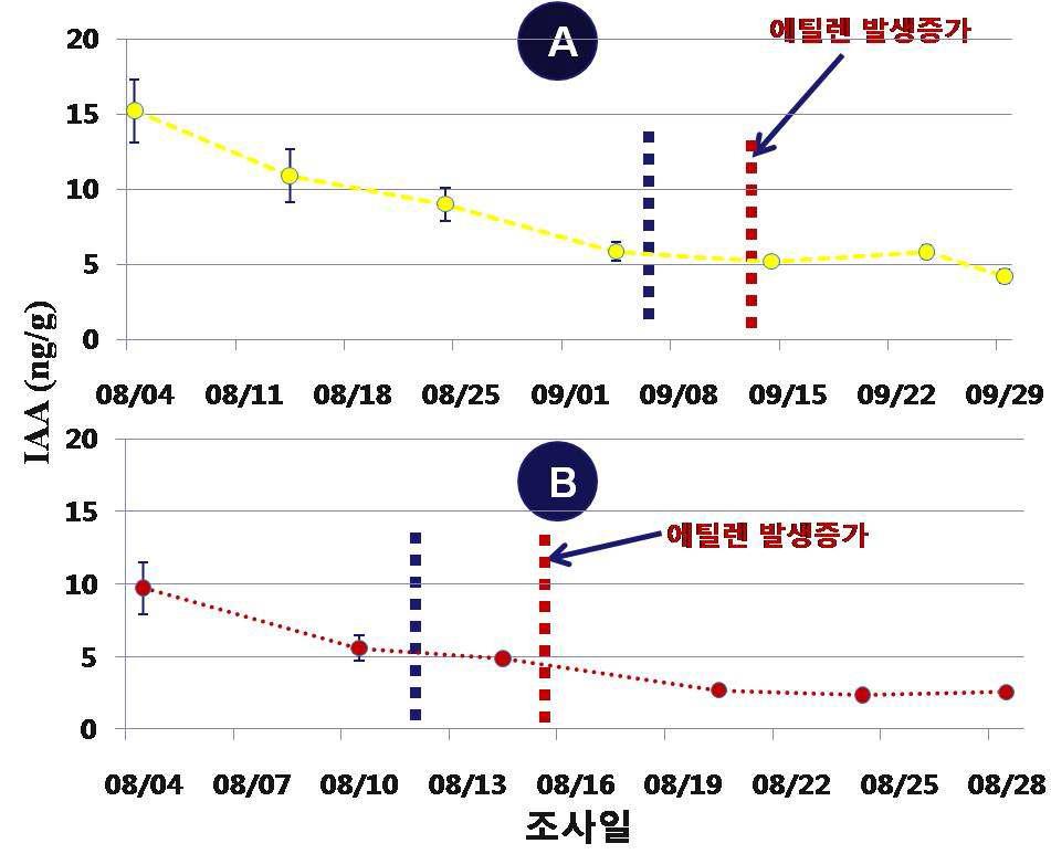 장호원황도(A)와 유명(B) 품종의 IAA 함량의 시기별 변화