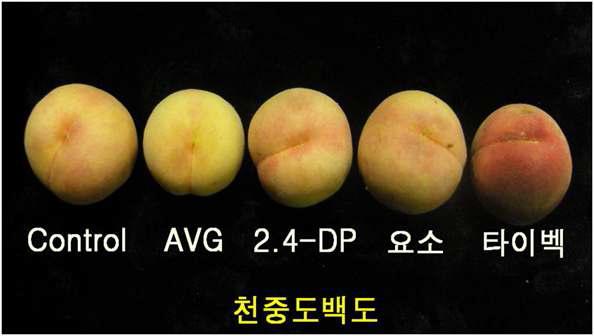 낙과제 처리별 천중도백도(수원) 복숭아 품종의 수확 후 사진