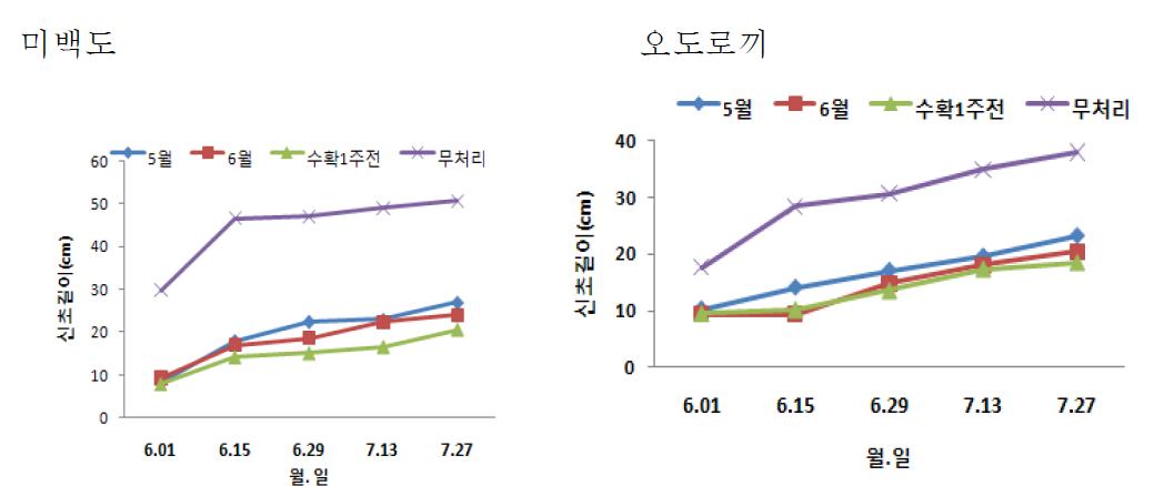 신초 적심 시기에 따른 신초생육변화