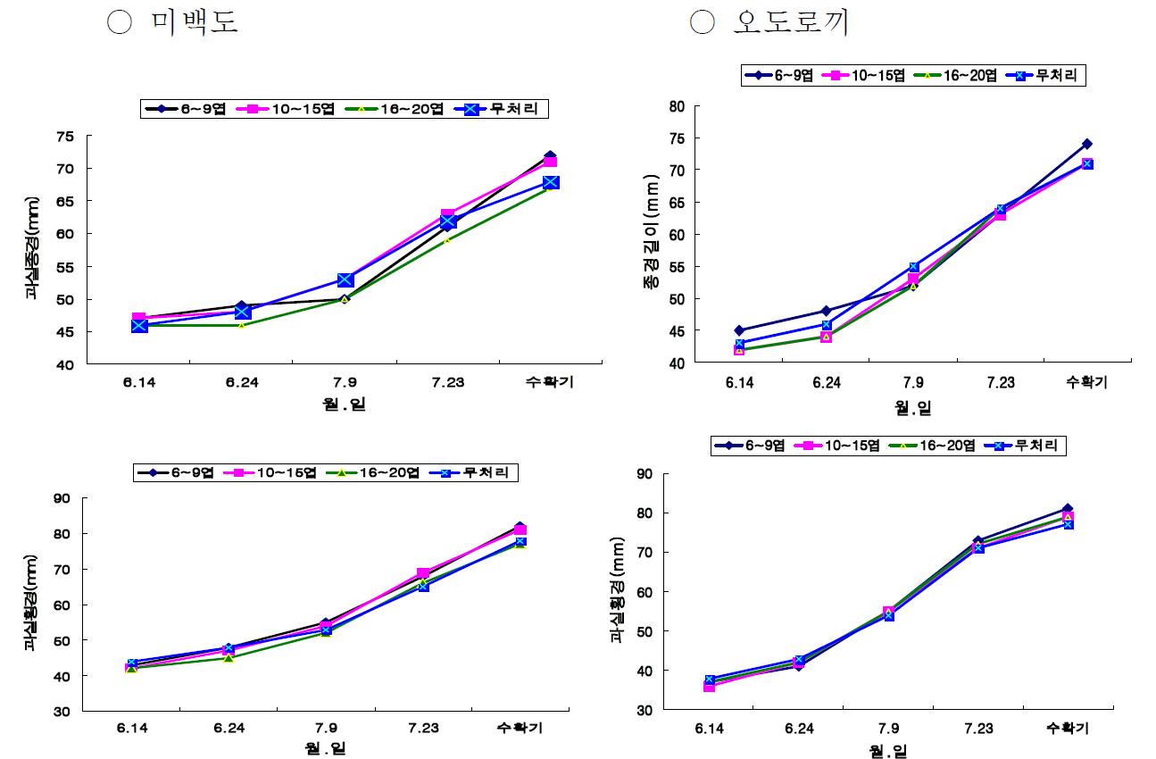 신초적심길이에 따른 미백도, 오도로끼 과실 생육