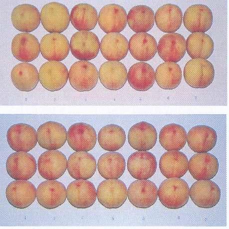 복숭아 ‘장호원황도’에서 봉지색 종류별 과피미려도