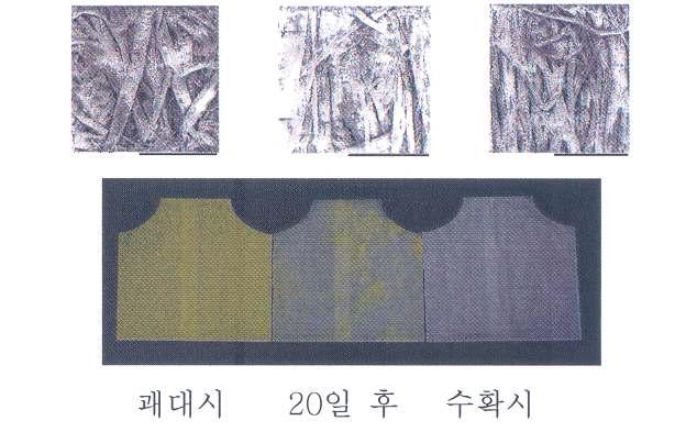 변색봉지의 시기별 봉지 표면 및 표면색의 변색 과정