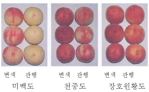 장호원 지역에서 품종별 변색봉지의 수확시 적색의 과피색