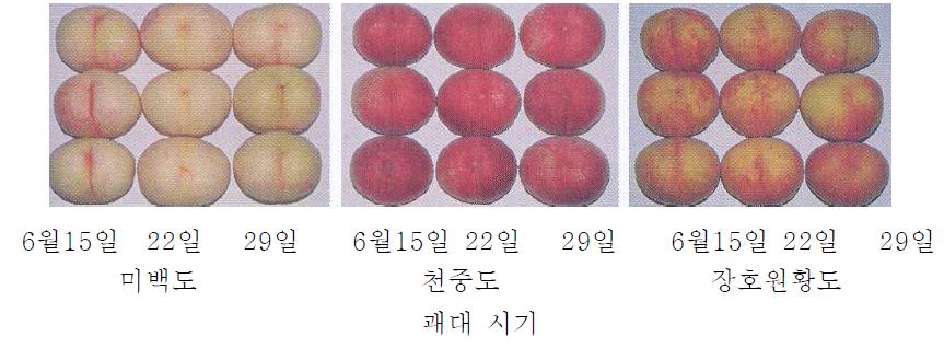 품종별 변색봉지 괘대 시기에 따른 수확 시 과피미려도