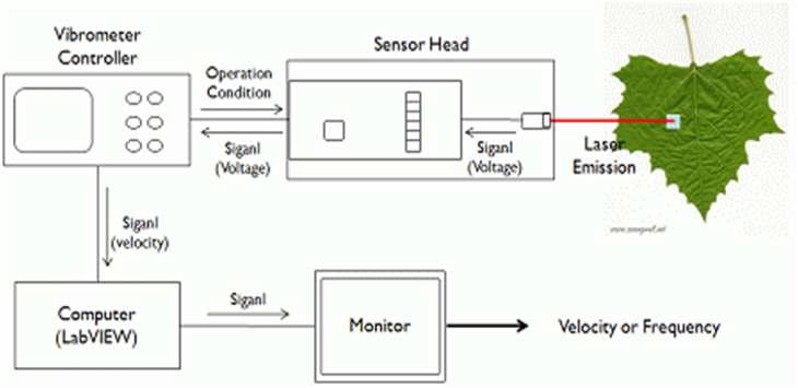 레이저 진동 측정장치를 이용한 소리 진동 신호 측정 모식도