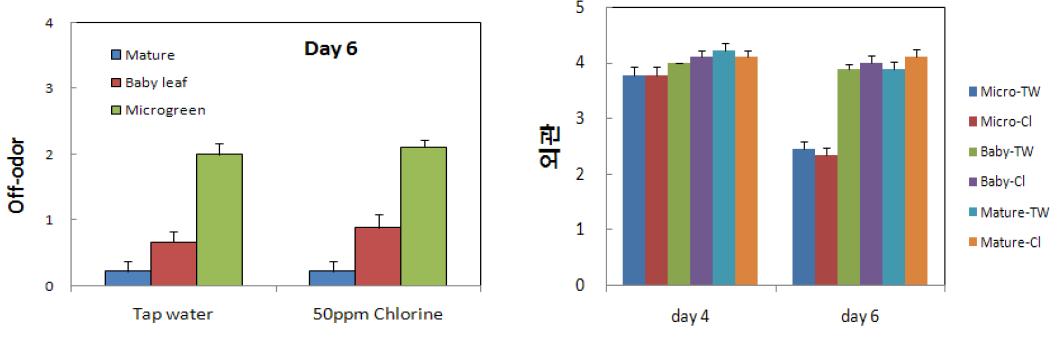 청경채 성숙정도에 따른 저장 6일 후 이취 및 저장 4, 6일 후 외관