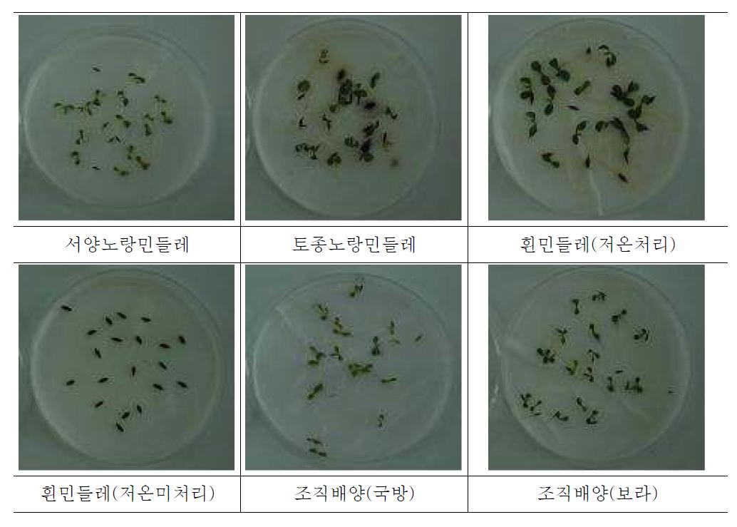 우량품종선발을 위한 발아시험