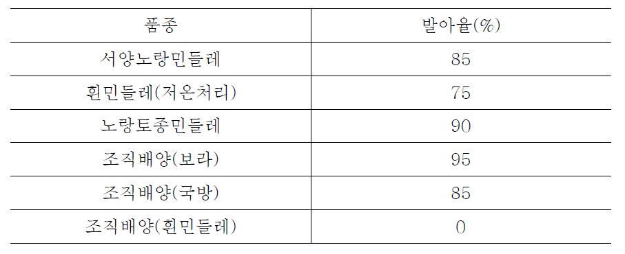 민들레 우량종에 대한 발아율 시험