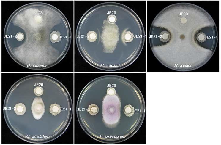 Inhibition of mycelia growth of plant pathogens by antifungal bacteria JE21-1 and JE21-2 on the PD-TSA medium