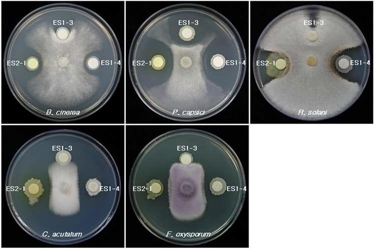 Inhibition of mycelia growth of plant pathogens by antifungal bacteria ES1-4 and ES2-1 on the PD-TSA medium