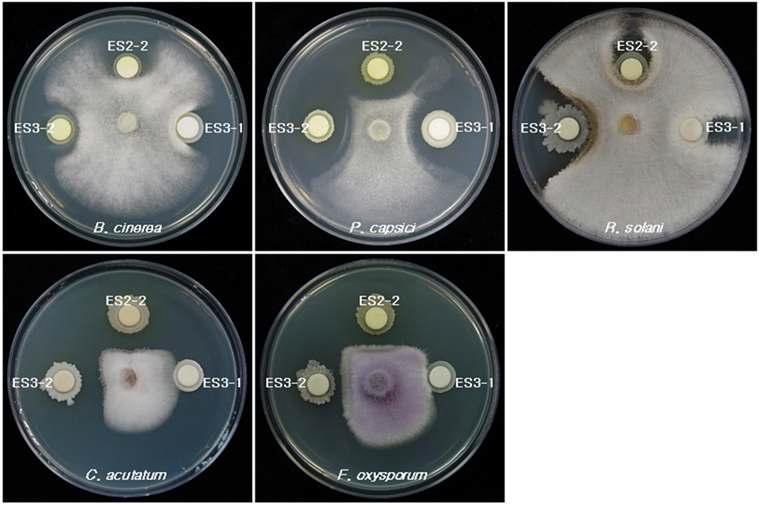 Inhibition of mycelia growth of plant pathogens by antifungal bacteria ES2-2 and ES3-2 on the PD-TSA medium