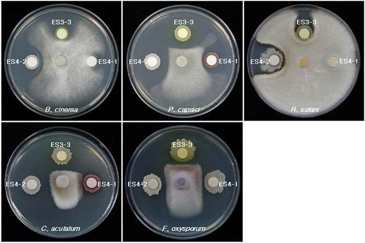 Inhibition of mycelia growth of plant pathogens by antifungal bacteria ES3-3 and ES4-2 on the PD-TSA medium
