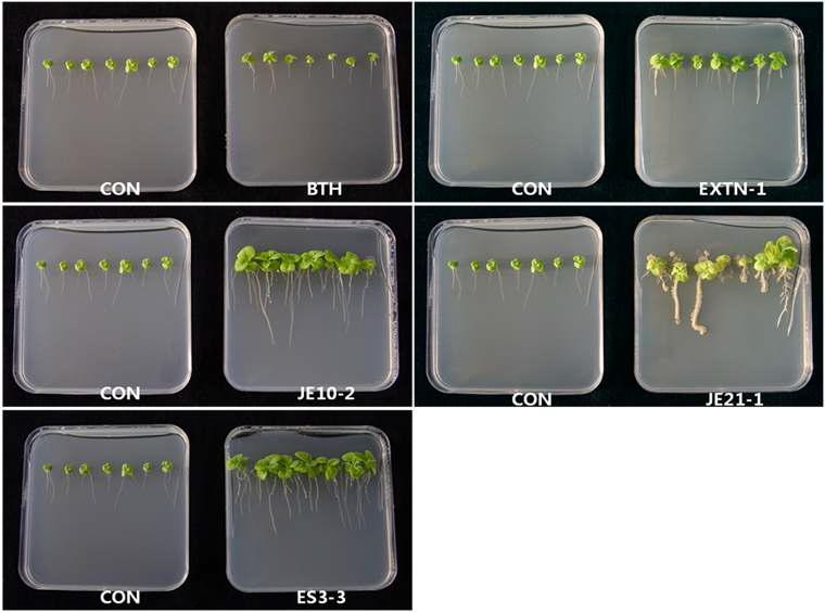 Plant growth promotion and rhizosphere colonization by seed soaking of selected strains on cubic agar plate