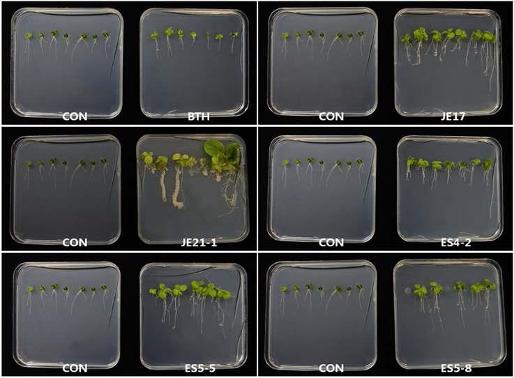 Induced systemic resistance of tobacco plants against E.carotovora SCC1 by the treatment of selected strains in square plate