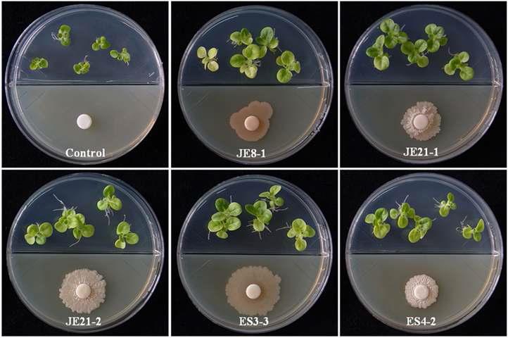 Plant growth promotion by bacterial volatiles on I plate assay