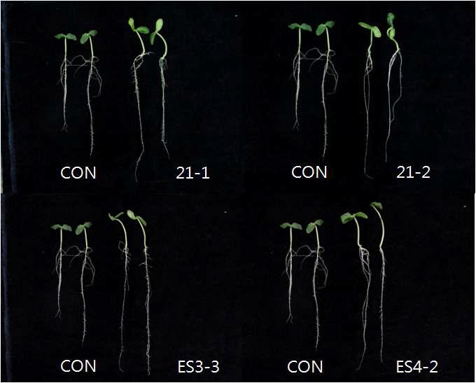 Enhancement of growth by treatment of PGPR strains on cucumber seedling.