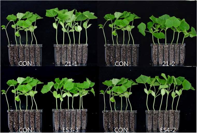 Growth promotion and ISR by selected PGPR strains on cucumber in greenhouse condition.