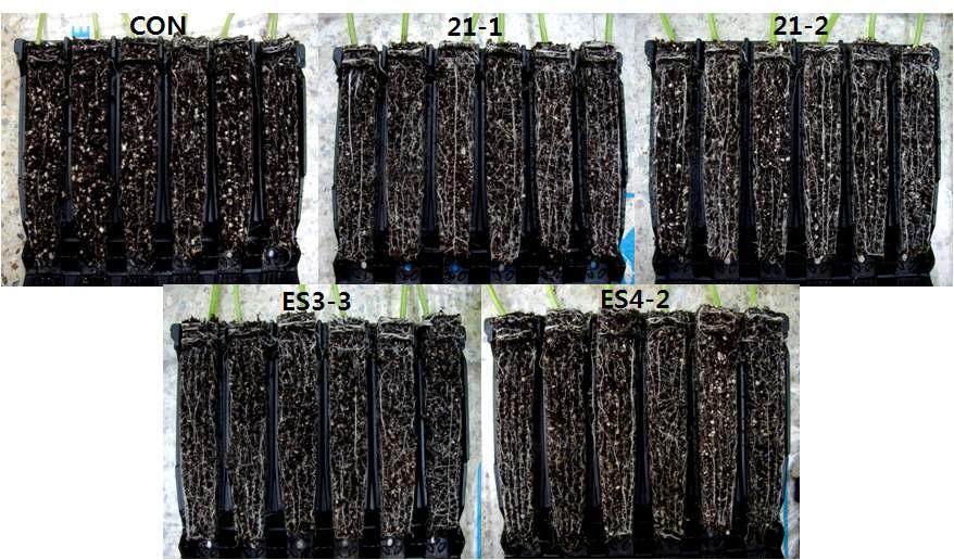 Enhancement of root growth by treatment of selected strains on cucumber plant.