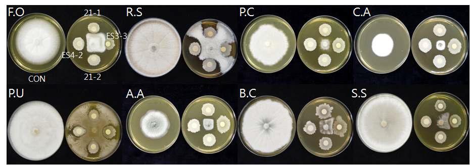 Gpraotwth inhibition of mycelium by the selected strains of different fungal pathogens.