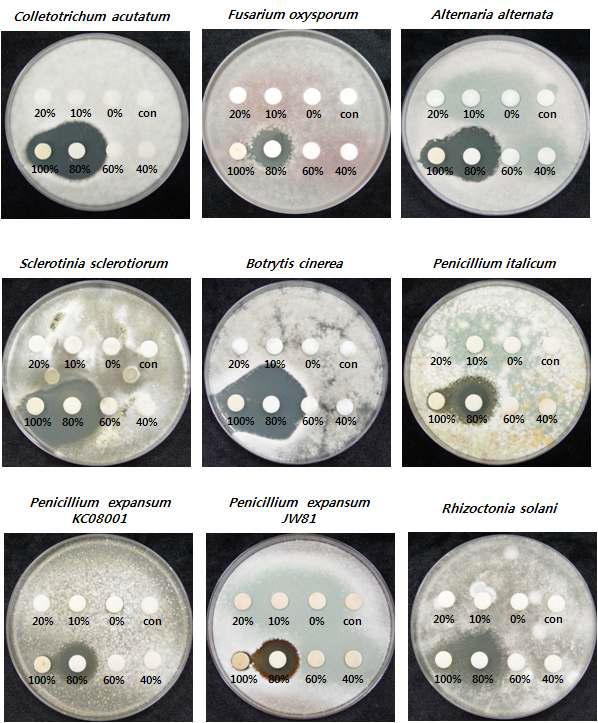Inhibition zone test against major plant fungal pathogens by treatment of MeOH fractions from C-18 sephadex column chromathography of 21-1 strain