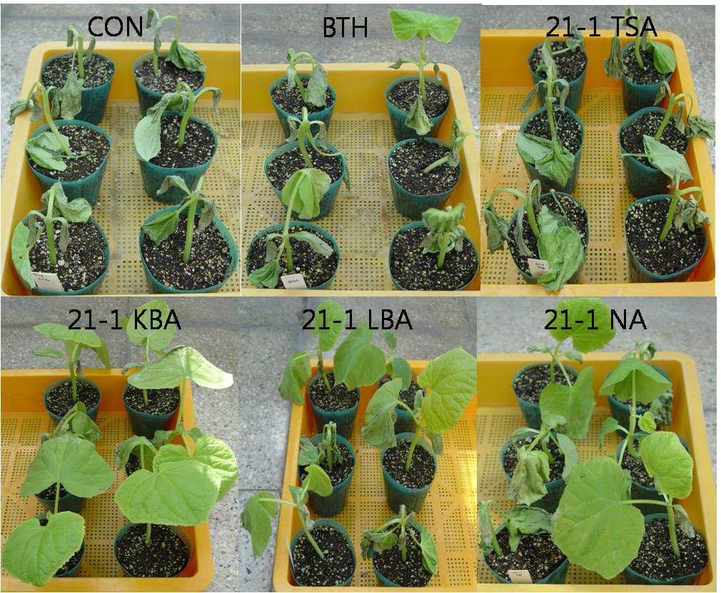 Induced systemic resistance of cucumber plant against Erwinia carotovaora SCC1by the treatment of 21-1 strain cultured on different media in greenhouse condition.