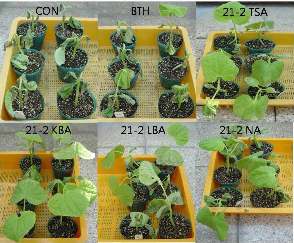 Induced systemic resistance of cucumber plant against Erwinia carotovaora SCC1 by the treatment of 21-2 strain cultured on different media in greenhouse condition.