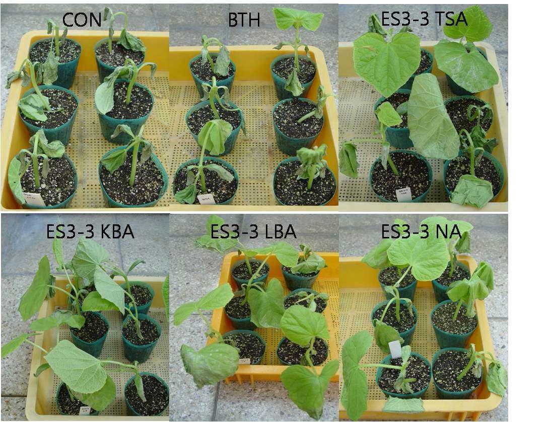 Induced systemic resistance of cucumber plant against Erwinia carotovaora SCC1 by the treatment of ES3-3 strain cultured on different media in greenhouse condition.