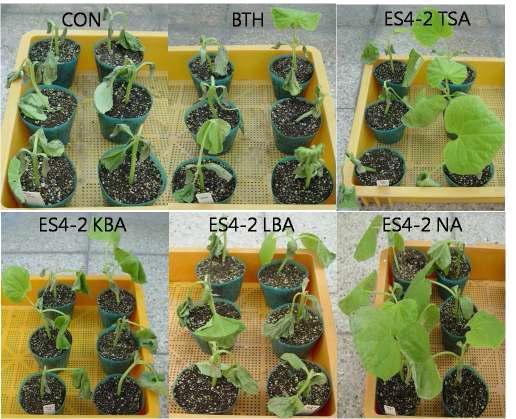 Induced systemic resistance of cucumber plant against Erwinia carotovaora SCC1 bythe treatment of ES4-2 strain cultured on different media in greenhouse condition.