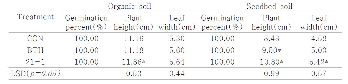 Effect on cabbage plant growth to organic soil and conventional seedbed soil with 21-1 strain mixture