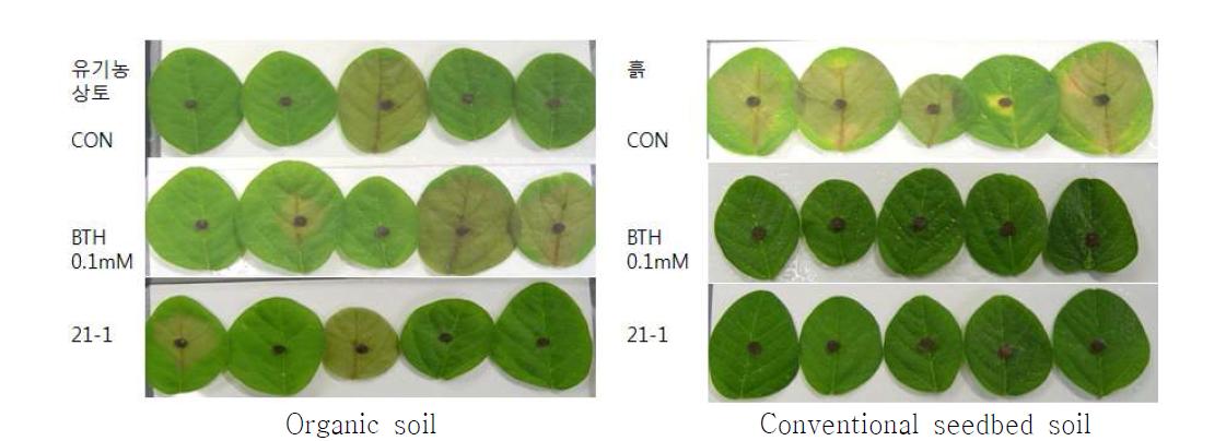 Botrytis disease suppression and plant growth promotion by mixture of 21-1 with organic soil on soybean plant.