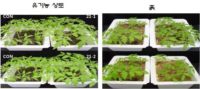 Tomato growth promotion by treatment of 21-1 with organic soil mixture