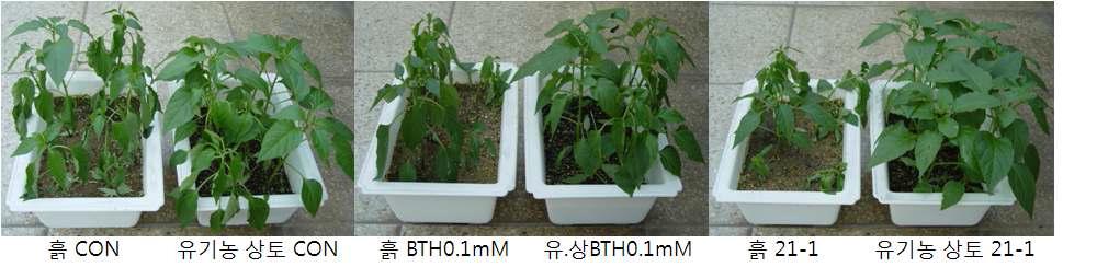 Comperison of organic soil and conventional soil with 21-1 for plant growth promotion on red-pepper plant
