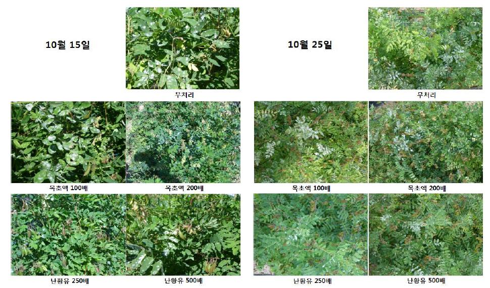 황기 흰가루병 발병 후 목초액과 난황유 약제 처리 효과