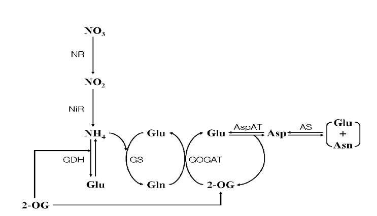 Nitrogen assimilation pathway in plants. NO3; nitrate, NO2; nitrite, NH4; ammonium, Glu;glutamate, Gln; glutamine, 2-OG; oxoglutarate, Asp; aspartate, NR; nitrate reductase, NiR; nitrite reductase, GDH; glutamate dehydrogenase, GS; glutamine synthetase, GOGAT; glutamate synthetase, AspAT; aspartate aminotransferase, AS; asparagine synthetase.