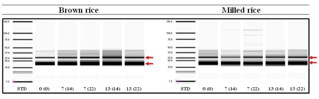 Electrophoresis patterns of albumin fractions of rice grains according to N levels appliedfor rice and whole crop barley production.