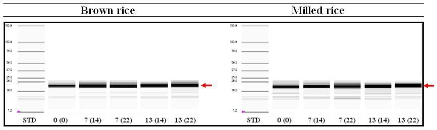 Electrophoresis patterns of prolamin fractions of rice grains according to N levels applied for rice and whole crop barley production.