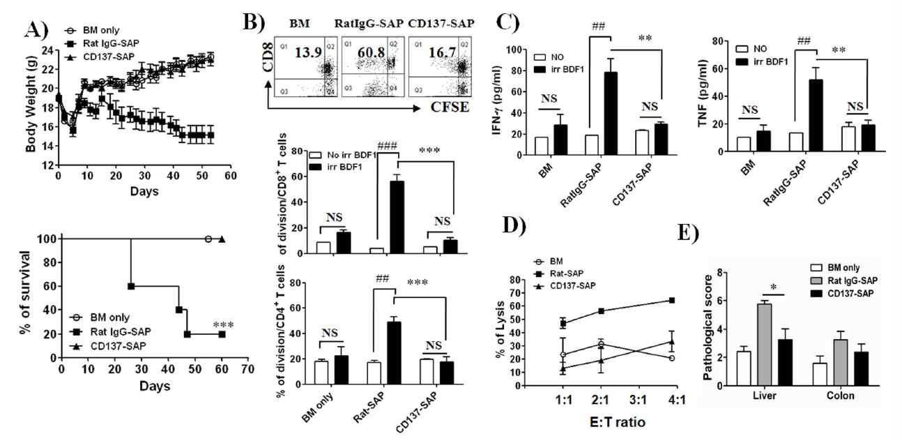 Donor T cells that are depleted of alloreative T cells by anti-CD137-saporin complexes reduce GVHD severity.