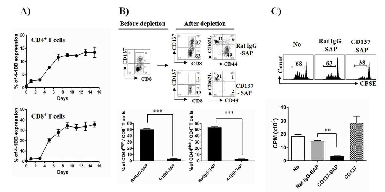 Anti-CD137-saporin complexes kill alloreactive T cells.