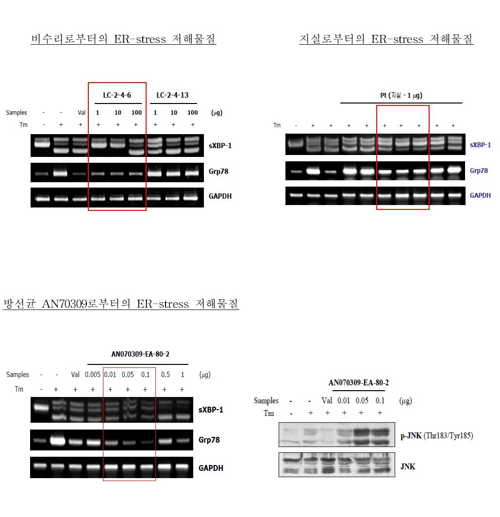 ER-stress 저해물질들의 XBP-1 splicing 및 GRP78 발현, JNK 인산화 효과