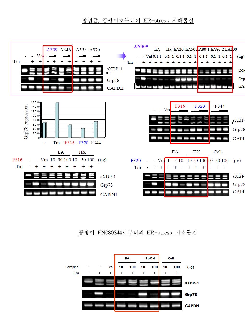 방선균, 곰팡이로부터 분리된 ER-stress 조절물질들의 세포내 효과