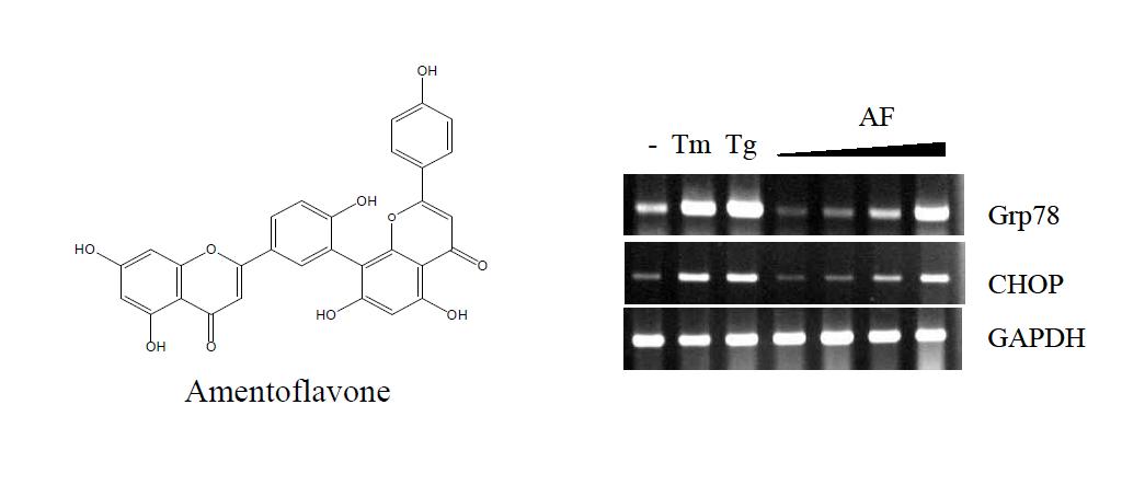 권백으로부터의 ER-stress 유도물질 Amentoflavone 분리 및 활성 분석