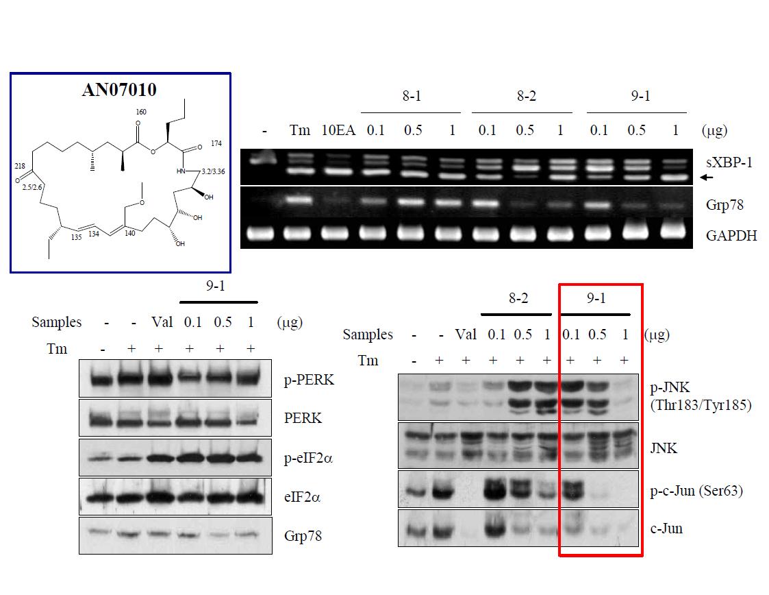 방선균 AN070010으로붙의 ER-stress 유도물질