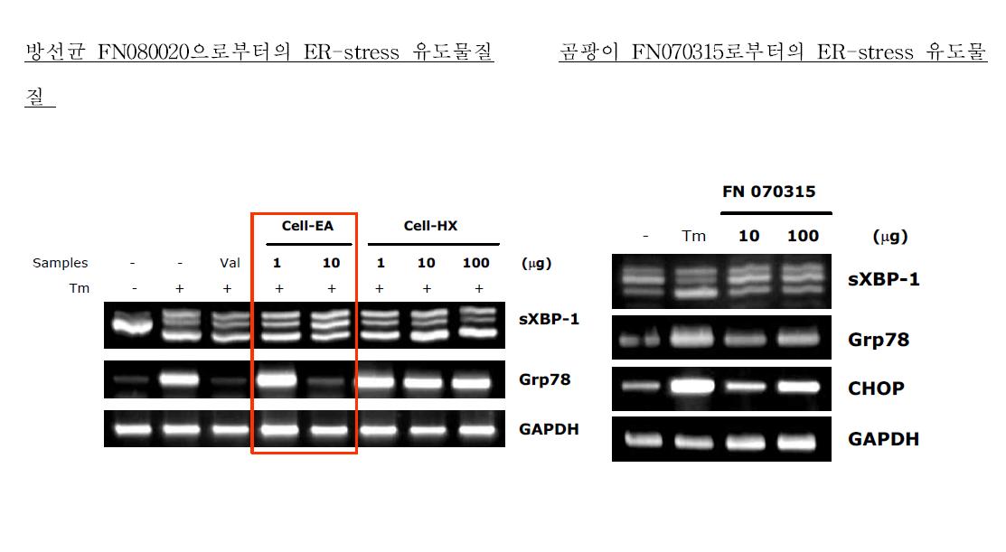 방선균 및 곰팡이주로부터 분리된 ER-stress 유도물질의 활성