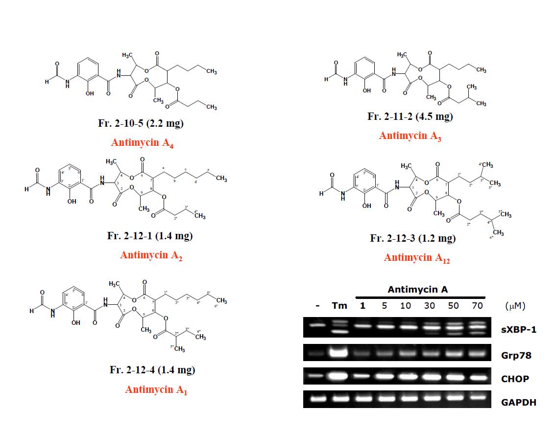 곰팡이로부터 분리된 물질 및 antimycin 유도체들의 구조, 활성